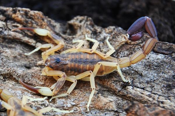 Especie de escorpión: Tityus trivittatus
