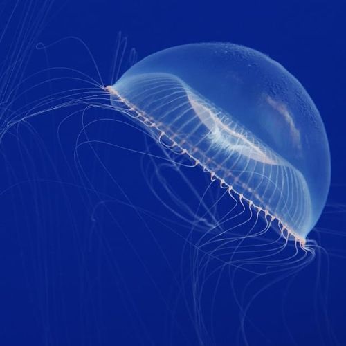 Especie medusa gelatina de cristal