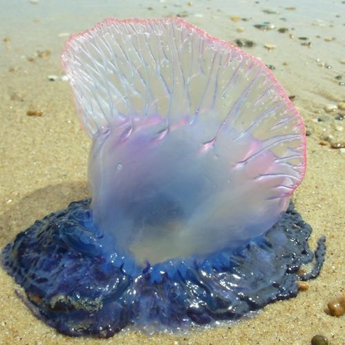 Especie Carabela Portuguesa