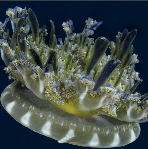 Especie medusa invertida