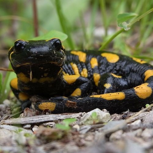 Especie Salamandra común
