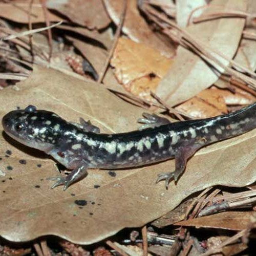 Especie Salamandra Tigre