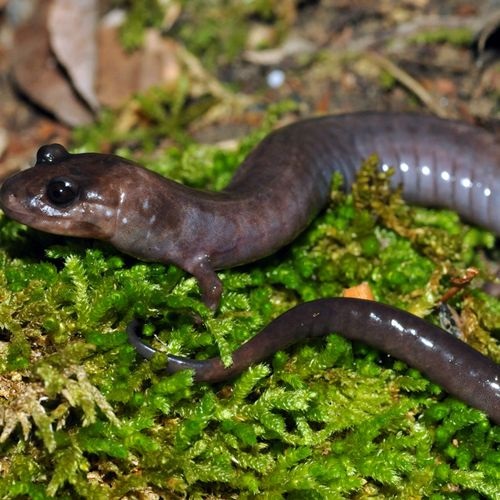 Especie Salamandra Red Hill