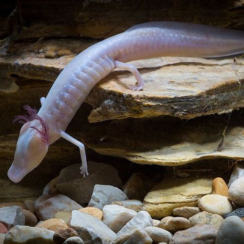 Especie Salamandra ciega de Texas