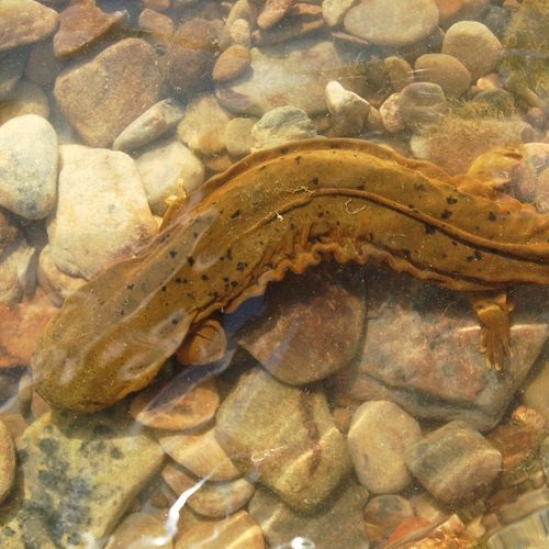 Especie Salamandra gigante