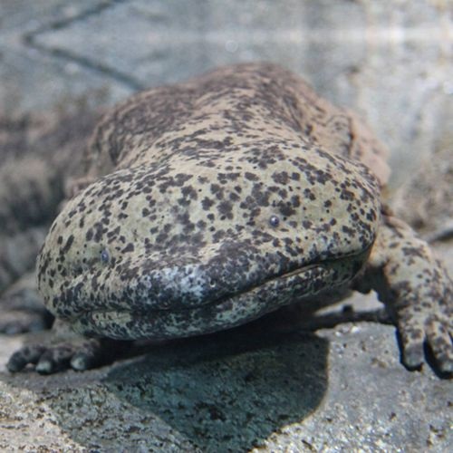 Especie Salamandra china gigante
