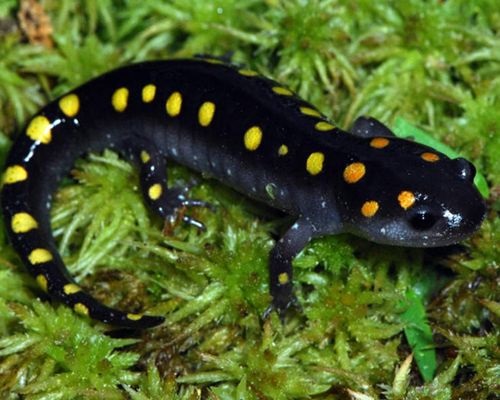 Especie Salamandra moteada
