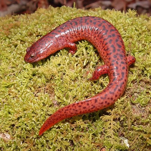 Especie Salamandra roja