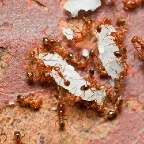 Especie Hormiga de fuego