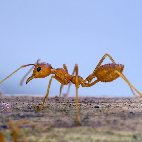 Especie hormiga ladrona