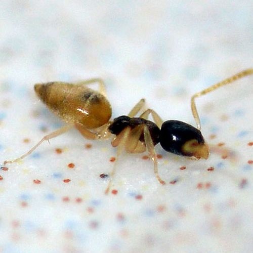 Especie Hormiga Fantasma