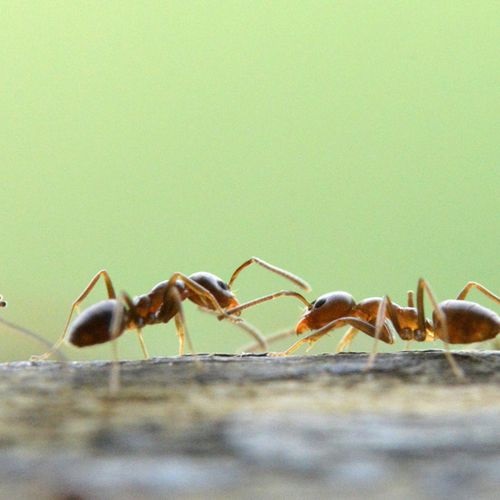 Especie Hormiga Argentina
