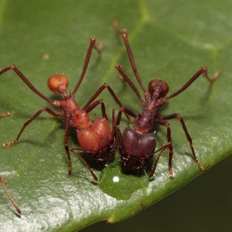 Especie Hormiga cortadora de hojas