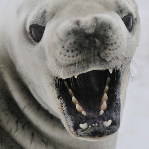 Especie Foca Cangrejera