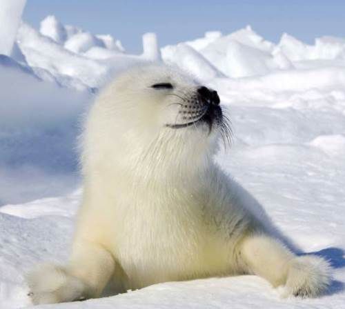 Especie Foca Pia