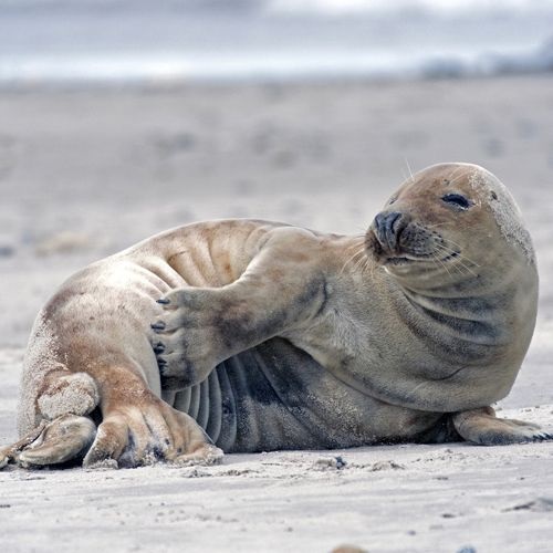 Especie Foca Gris