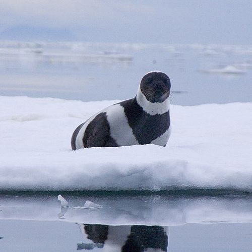 Especie Foca Listada