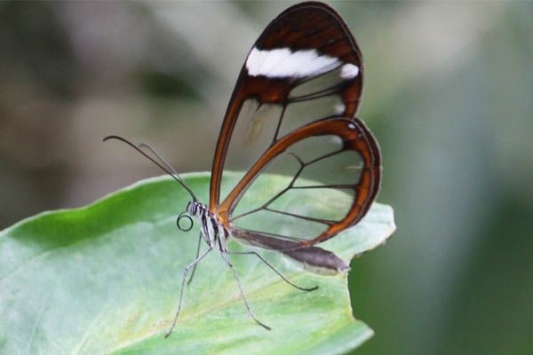 Mariposa alas de cristal
