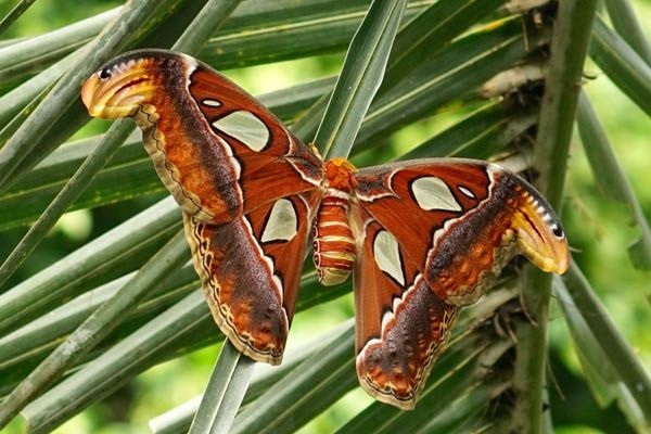 Tipo de mariposa atlas