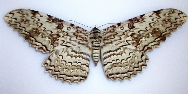 Mariposa emperador
