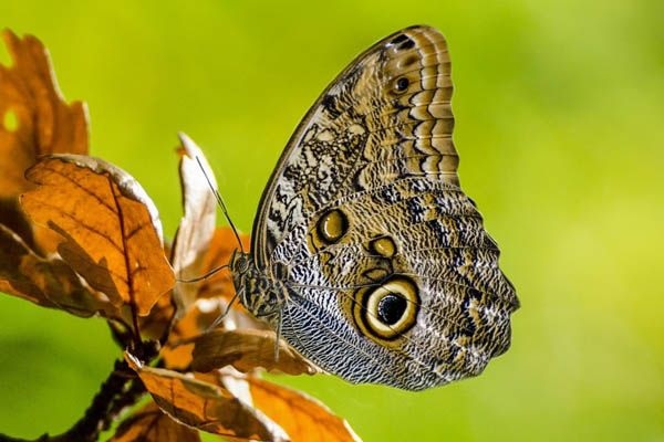 Mariposa buho