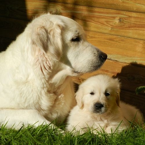 Raza Golden Retriever