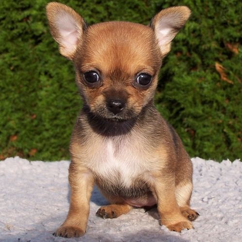 Raza Chihuahua