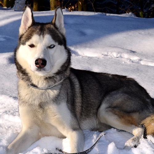 Raza Husky Siberiano