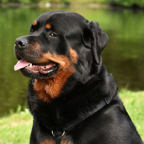 Raza Rottweiler