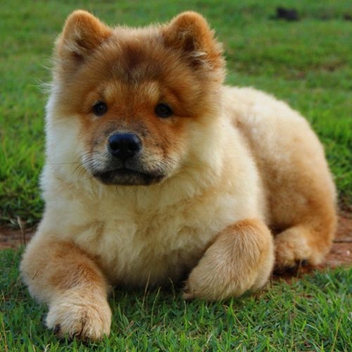 Raza chow chow