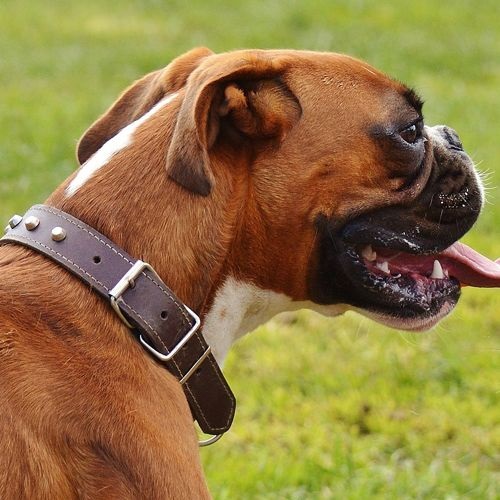 Raza Boxer