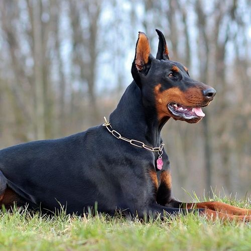 Raza Doberman