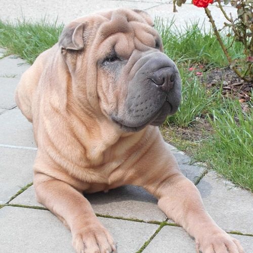 Raza Shar Pei