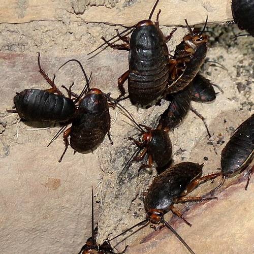 Especie cucaracha común