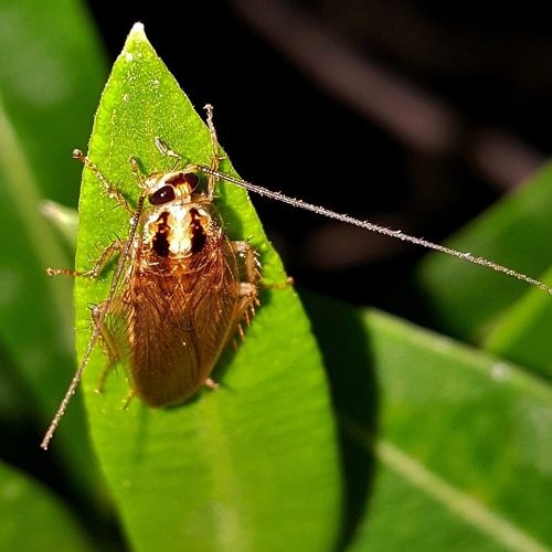 Tipo de cucaracha rubia