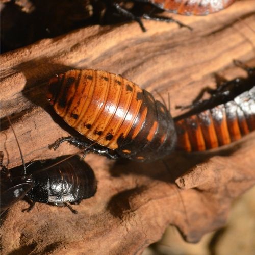 Gromphadorhina portentosa
