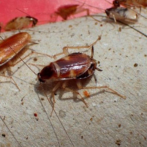 Cucaracha de banda marrón