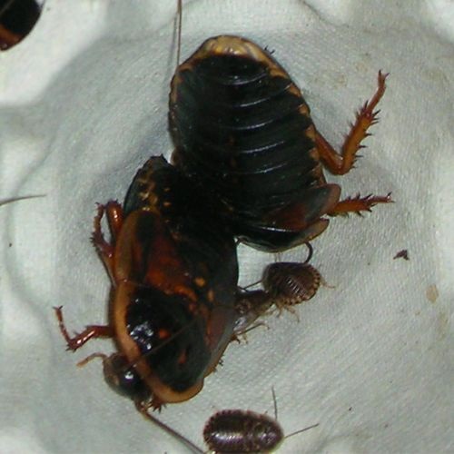 Cucaracha dubia
