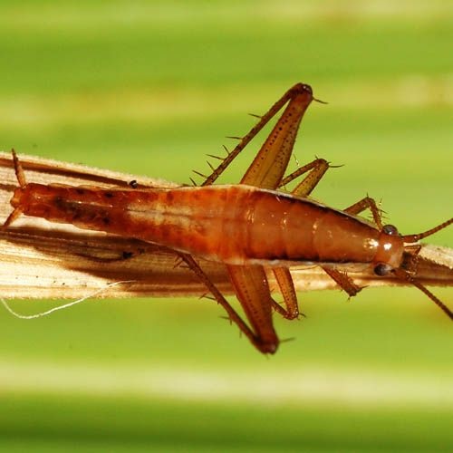 Cucaracha saltarina