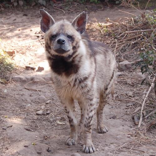 Especie de hiena rayada