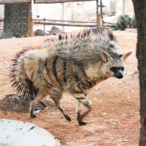 Lobo de tierra